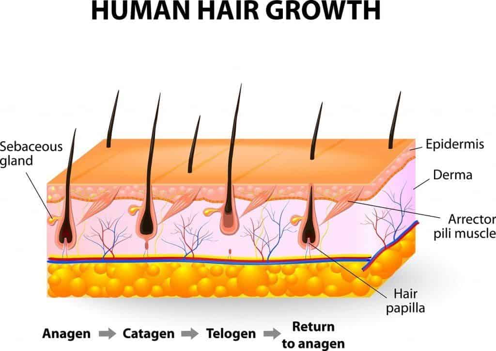 crecimiento del cabello humano