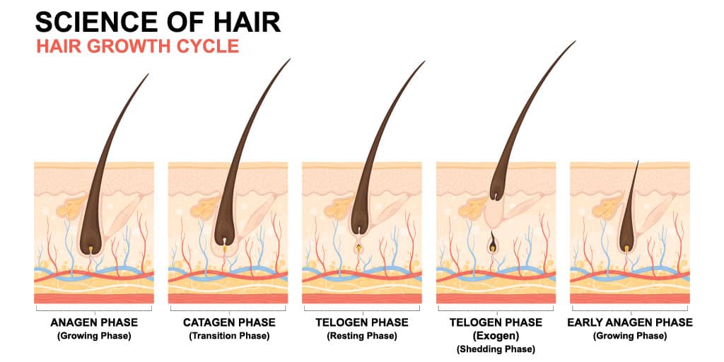 ciclos de crecimiento del cabello